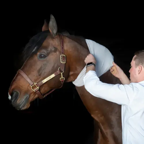 Faja de Circulación para el Cuello en Caballos Incrediwear 3