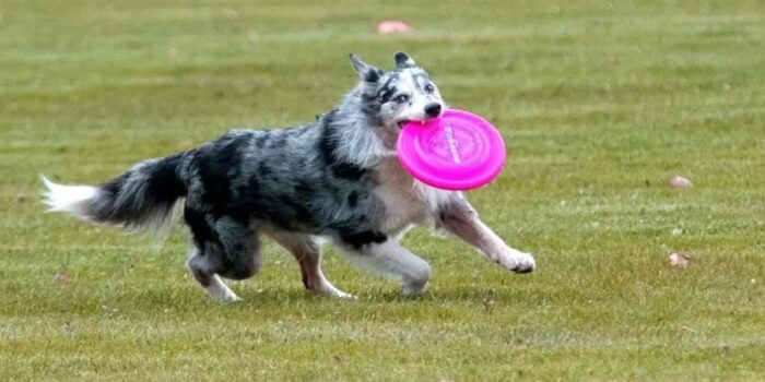 La Importancia del Deporte en Perros