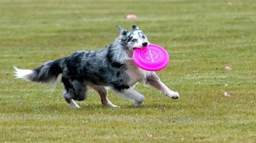 La Importancia del Deporte en Perros