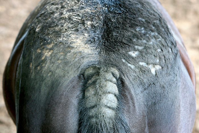 las alergias en los caballos.