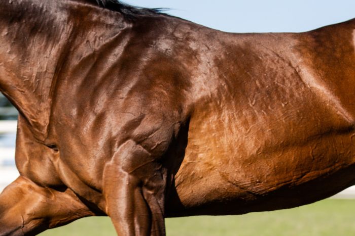 Análisis Muscular del caballo