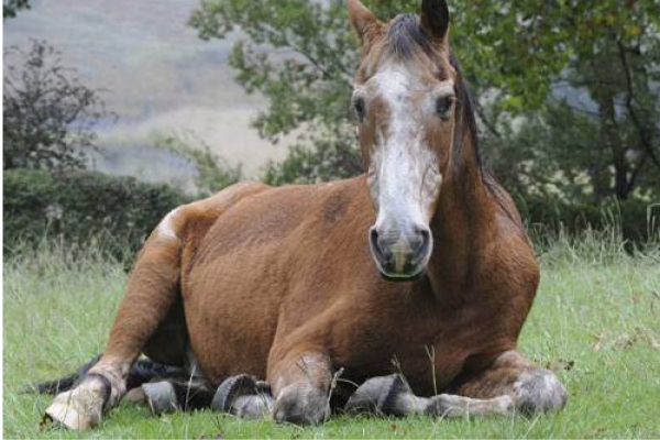 El caballo geriátrico