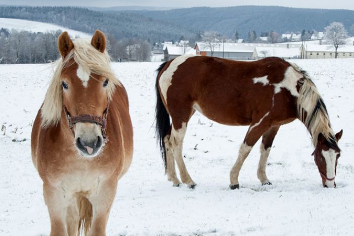 El caballo y el frío