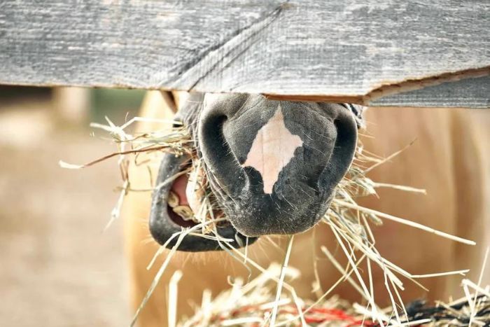 El casco del caballo y la influencia de la nutrición