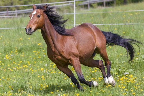 Galope caballo riñones