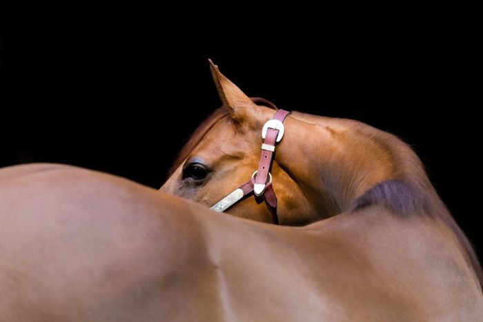 Un dorso sano y fuerte para tu caballo