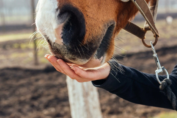 Nutrición del caballo anciano