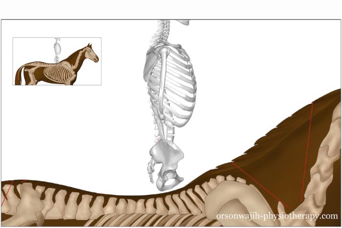 El Psoas del Jinete