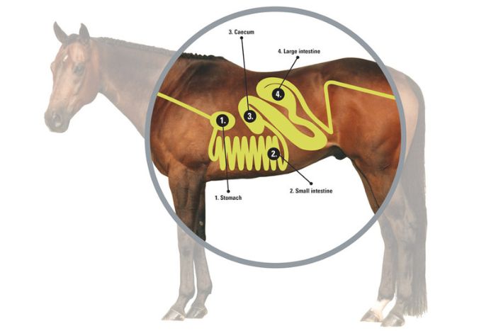 Entendiendo el sistema digestivo de tu caballo